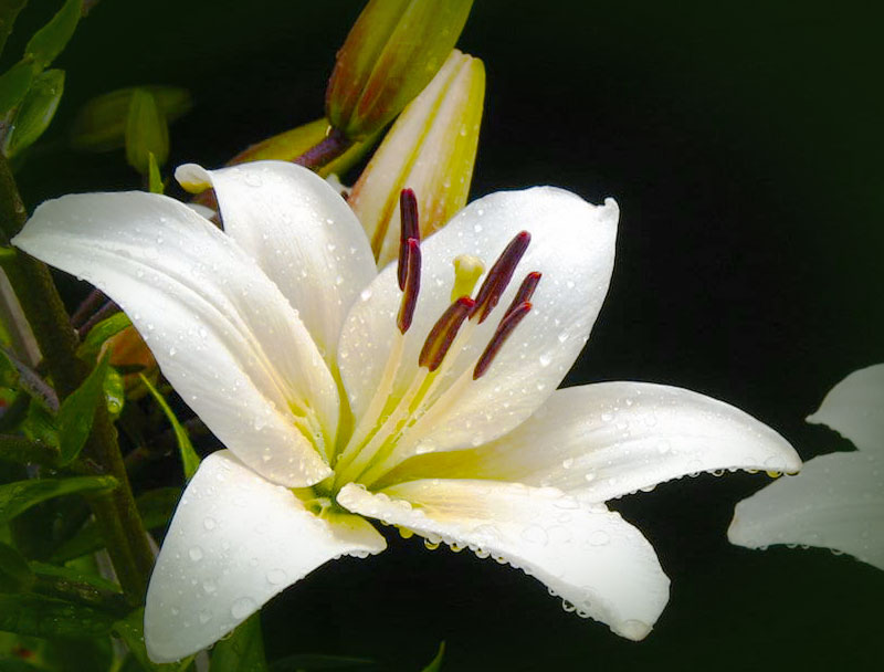 Funeral-Flower Funeral-Flower